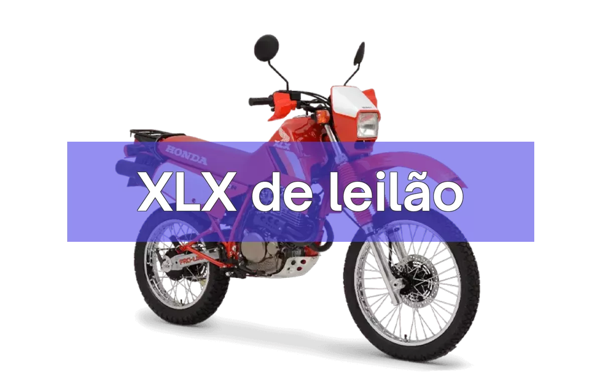 XLX em leilão