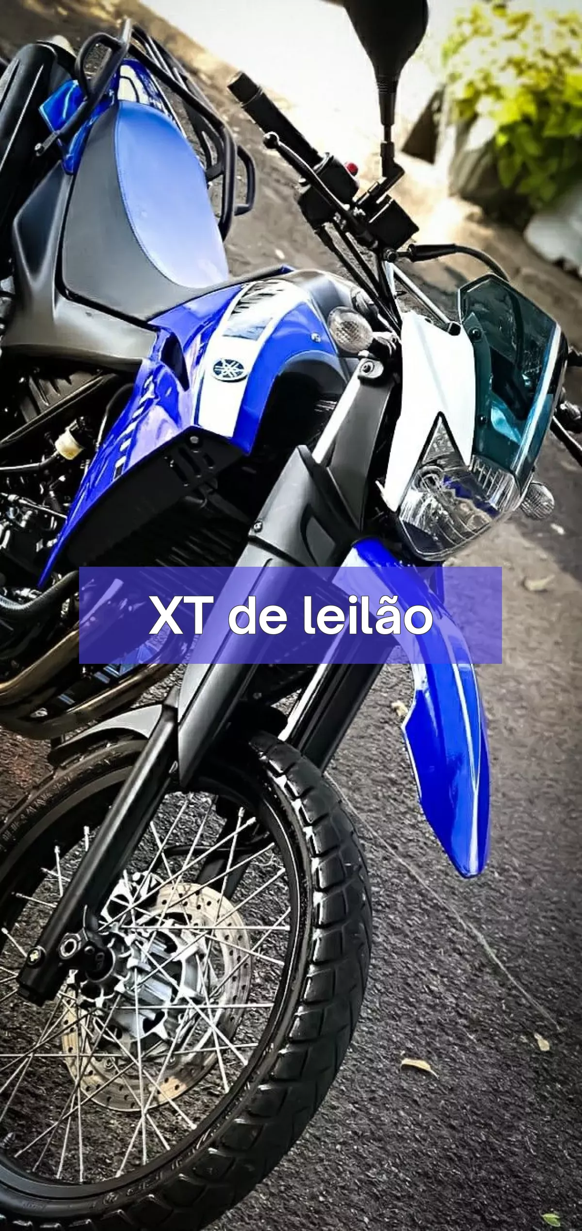 XT em leilão