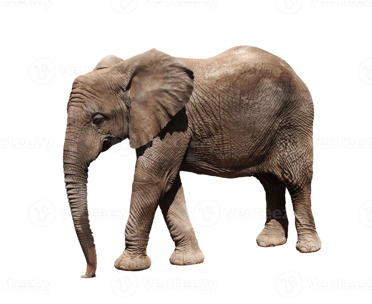 ELEFANTRE